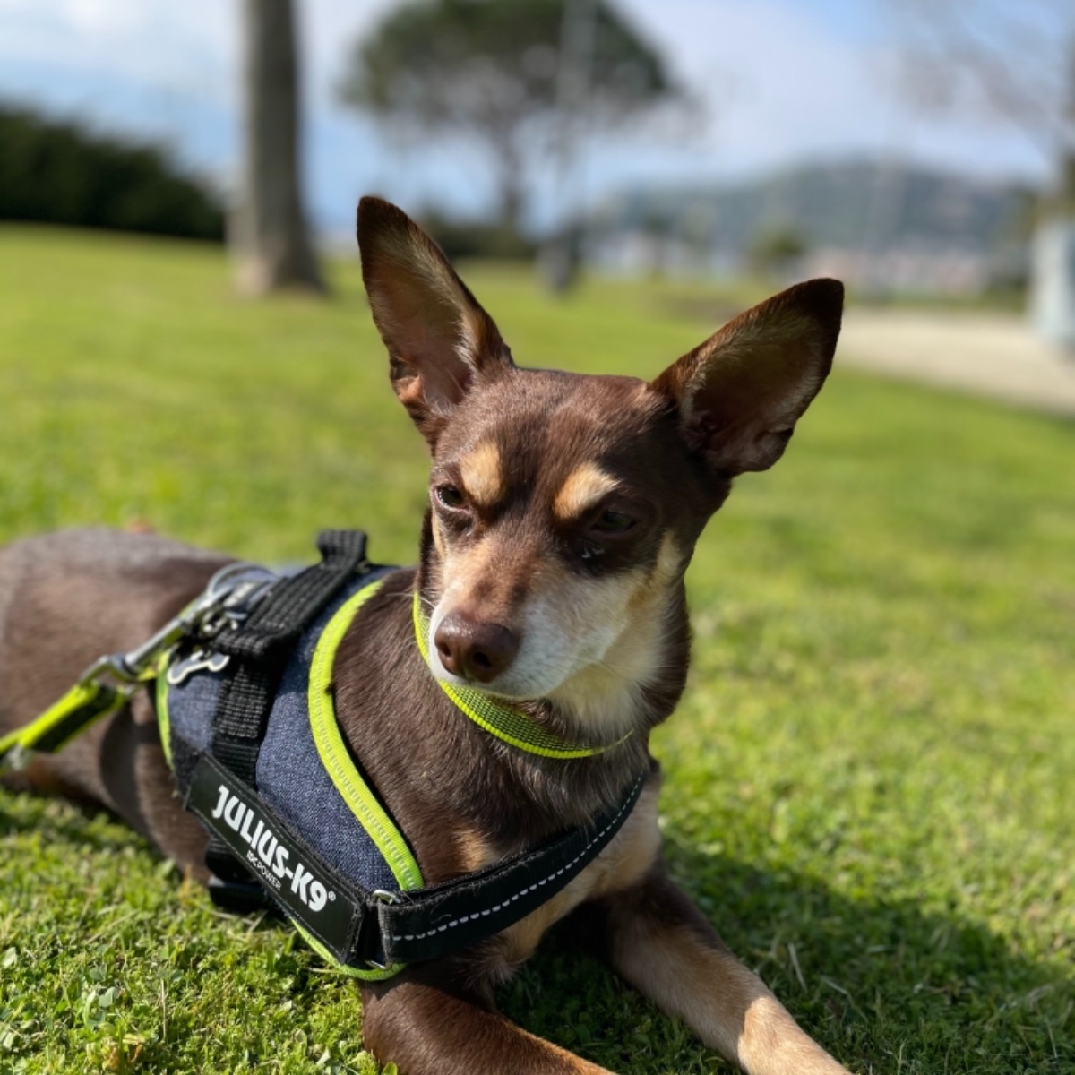 Norman_Lancashire_Heeler