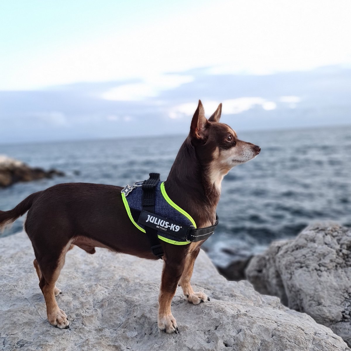 Norman_Lancashire_Heeler