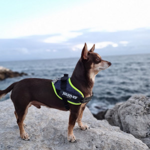 Norman_Lancashire_Heeler