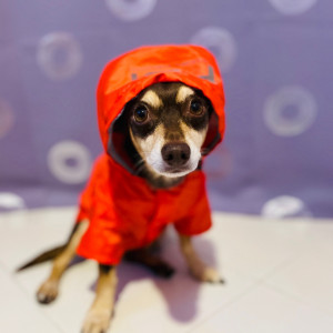 Norman_Lancashire_Heeler