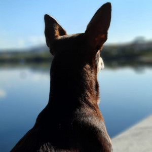 Norman_Lancashire_Heeler