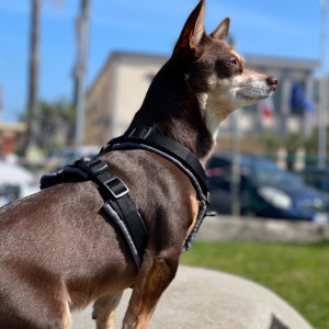 Norman_Lancashire_Heeler