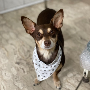 Norman_Lancashire_Heeler
