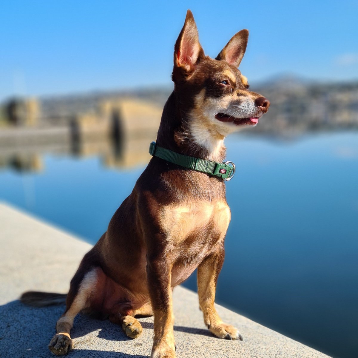 Norman_Lancashire_Heeler