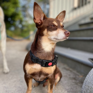 Norman_Lancashire_Heeler