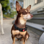 Norman_Lancashire_Heeler