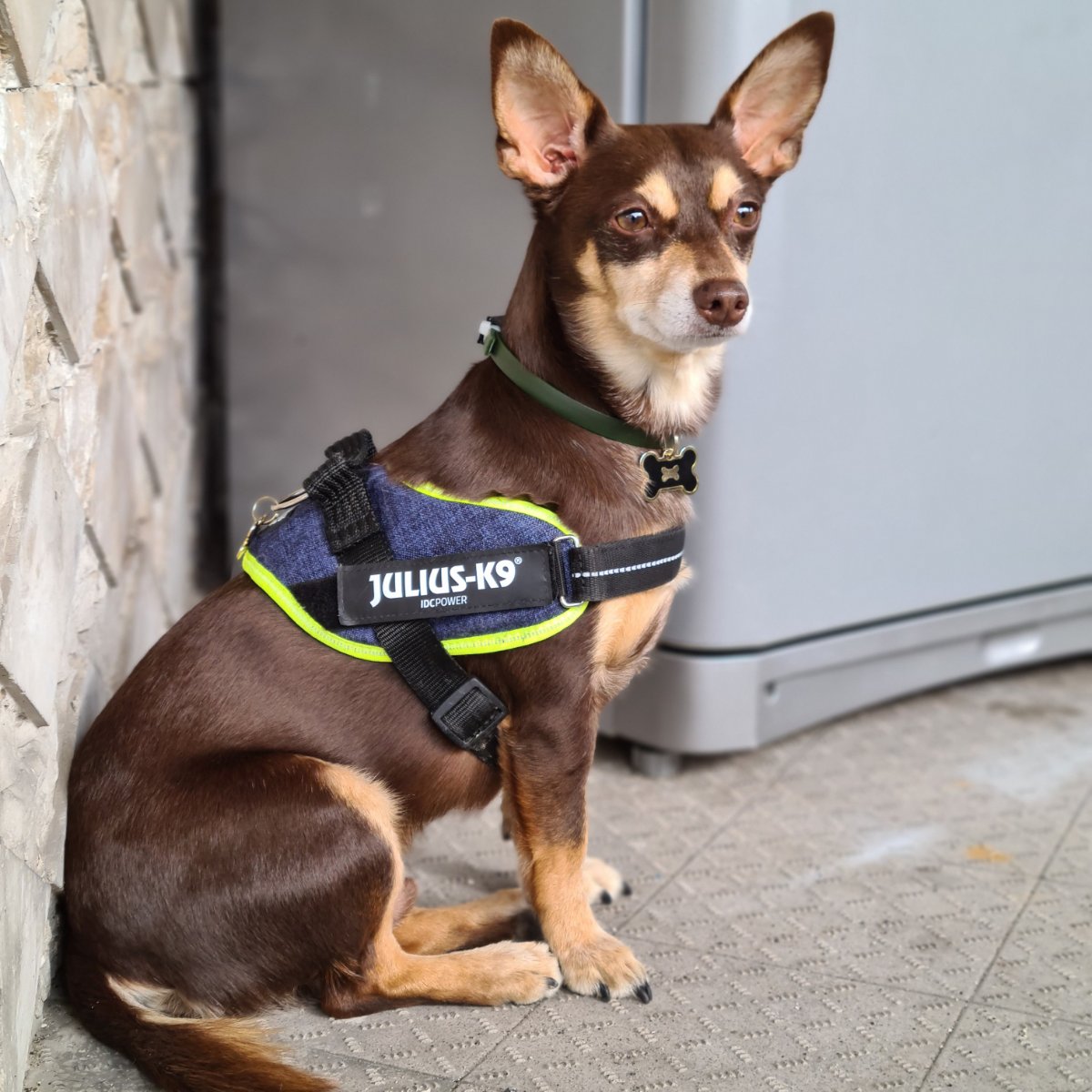 Norman_Lancashire_Heeler