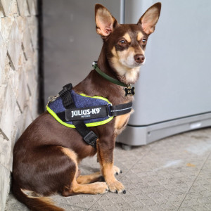 Norman_Lancashire_Heeler