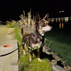 Norman_Lancashire_Heeler