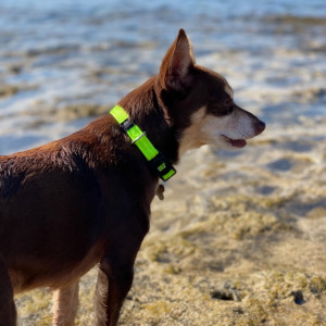 Norman_Lancashire_Heeler
