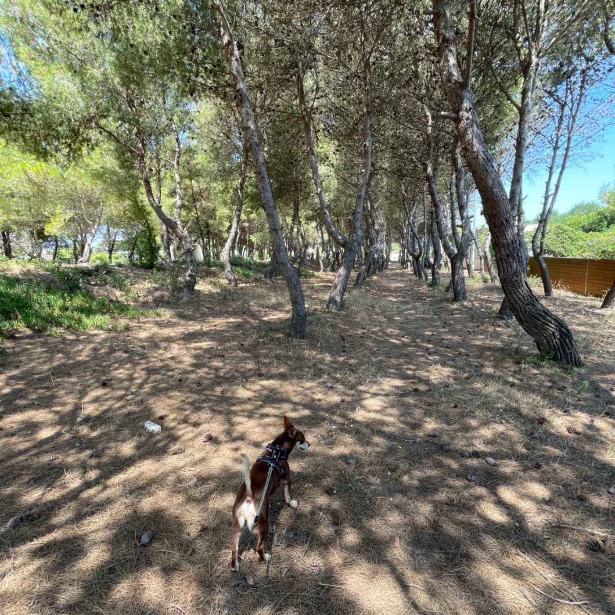 In pineta al fresco 😻🐶