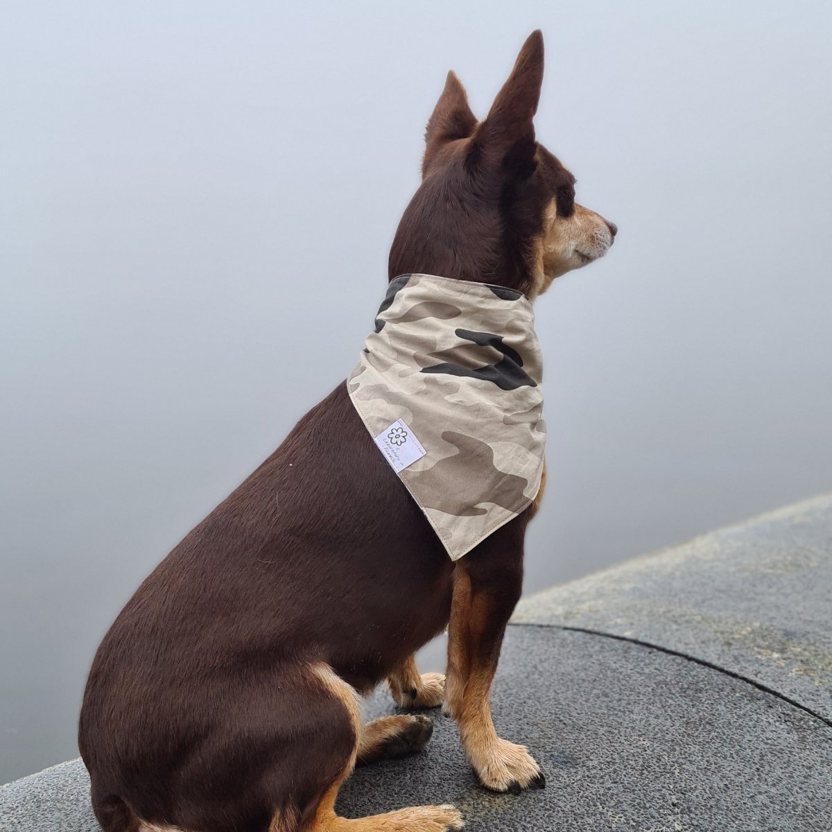 Norman_Lancashire_Heeler