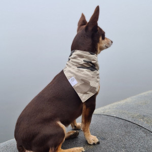 Norman_Lancashire_Heeler