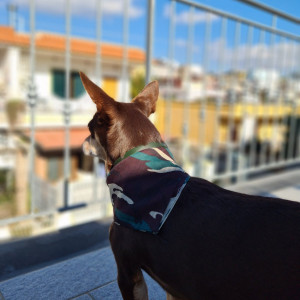 Norman_Lancashire_Heeler