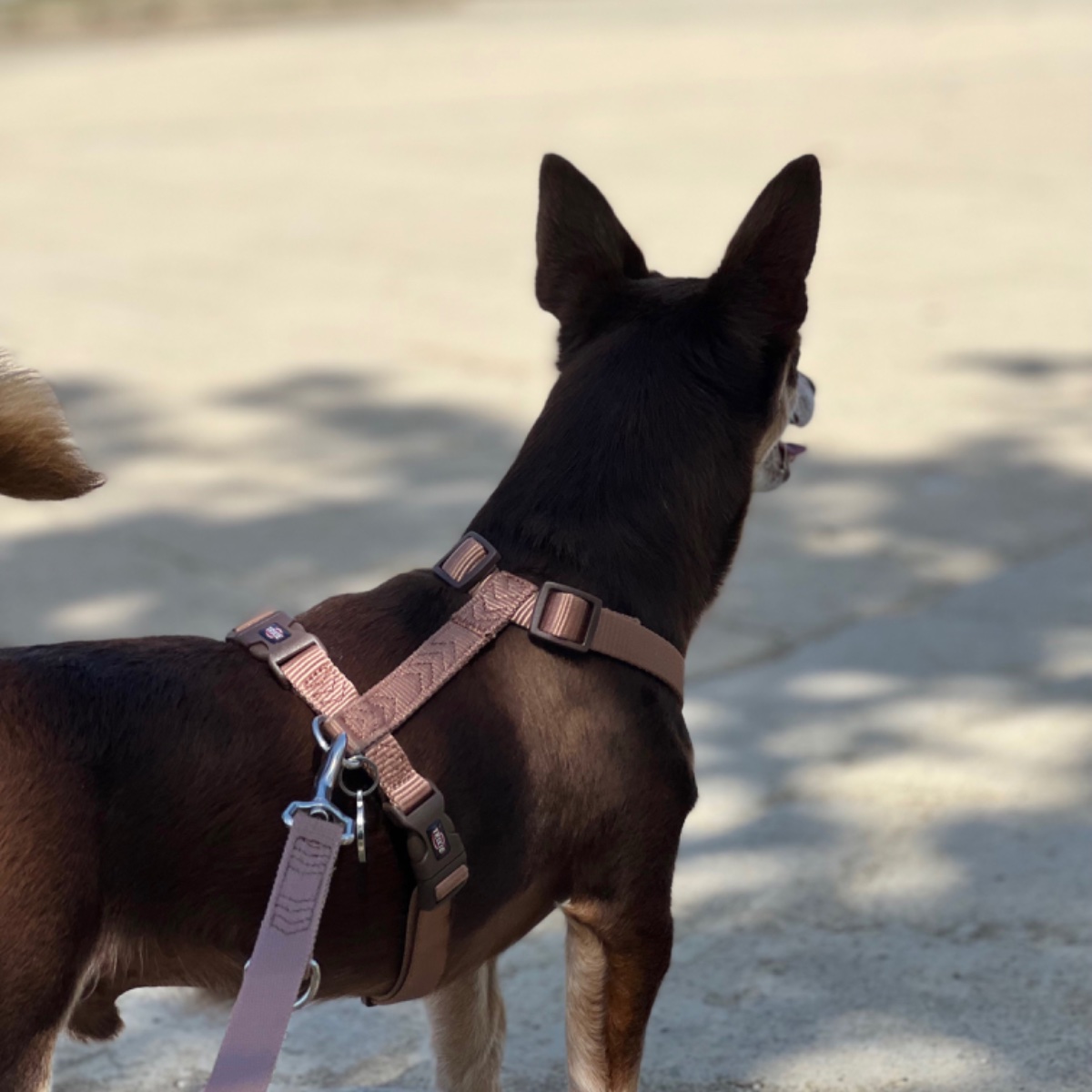 Buongiorno oggi è un'altro giorno che fa tanto caldo e noi passeggiamo sotto al fresco 💙🐕