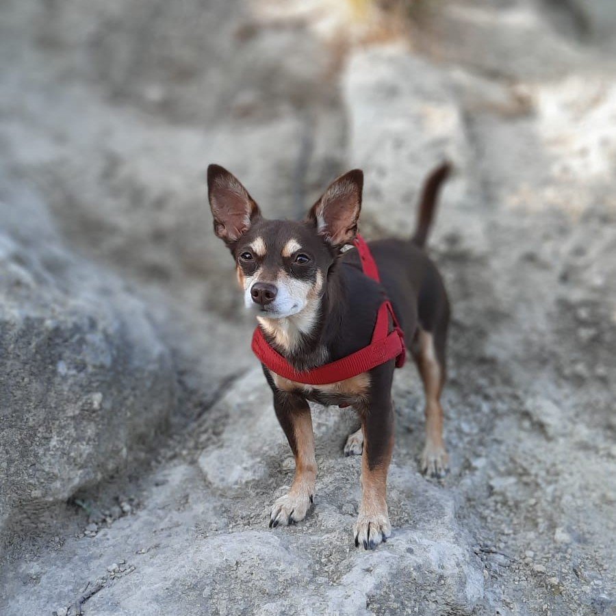 Norman_Lancashire_Heeler