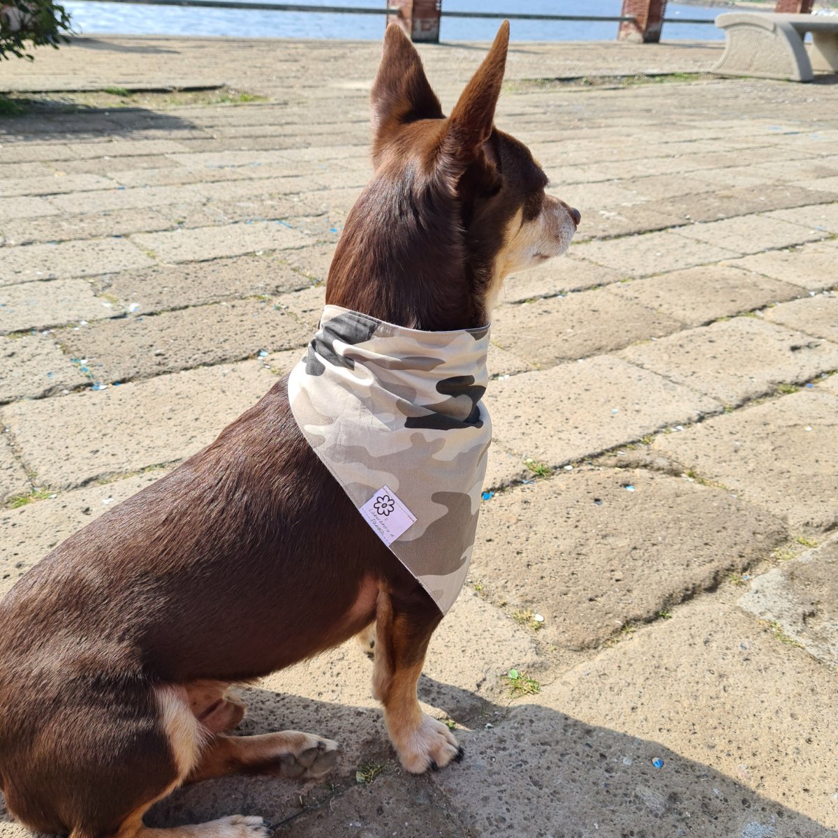 Norman_Lancashire_Heeler