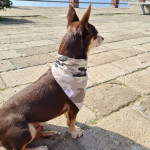 Norman_Lancashire_Heeler