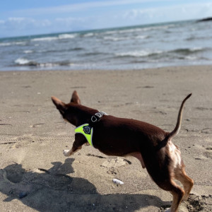 Norman_Lancashire_Heeler