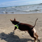 Norman_Lancashire_Heeler