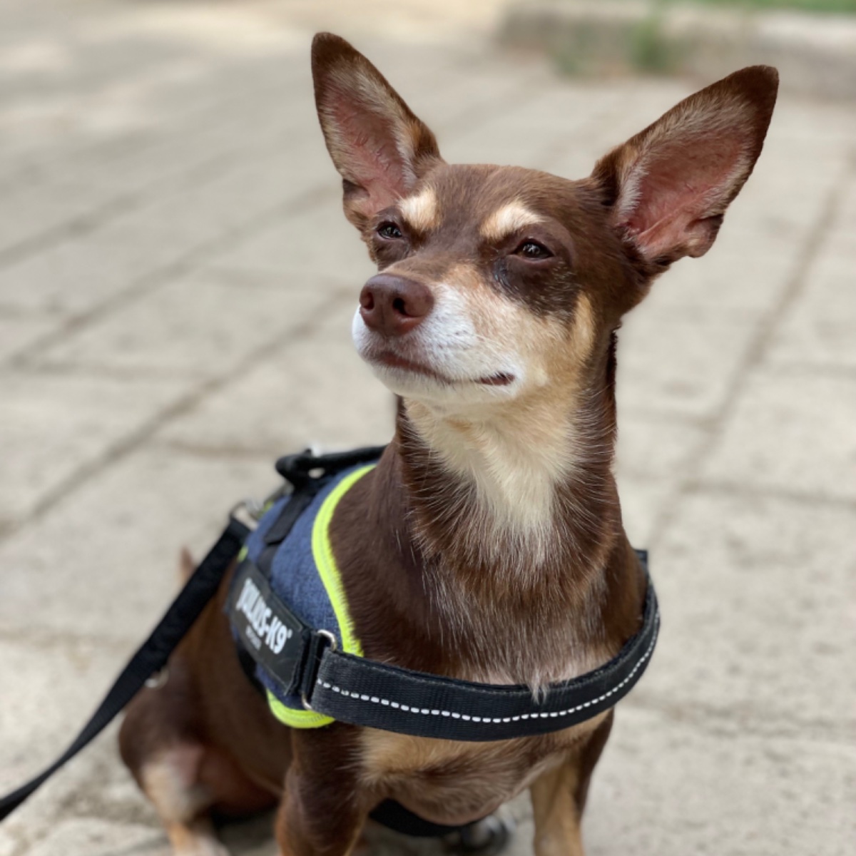 Norman_Lancashire_Heeler