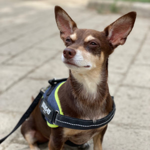 Norman_Lancashire_Heeler