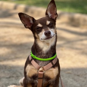 Norman_Lancashire_Heeler