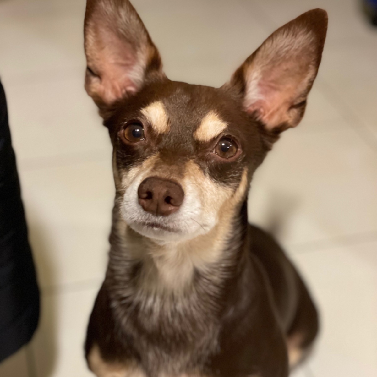 Norman_Lancashire_Heeler