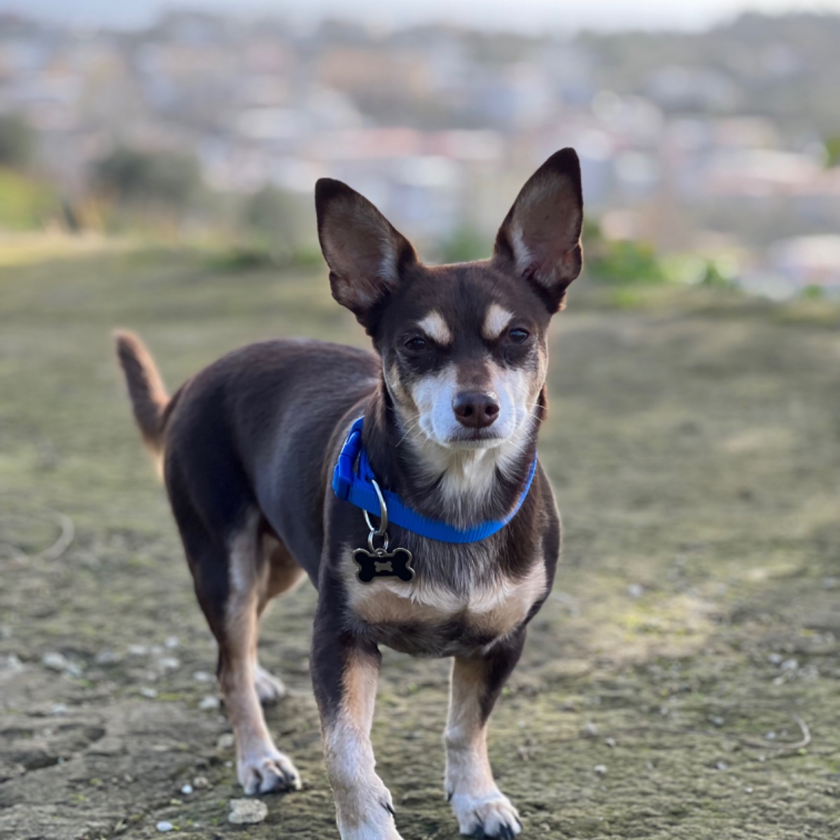 Norman_Lancashire_Heeler