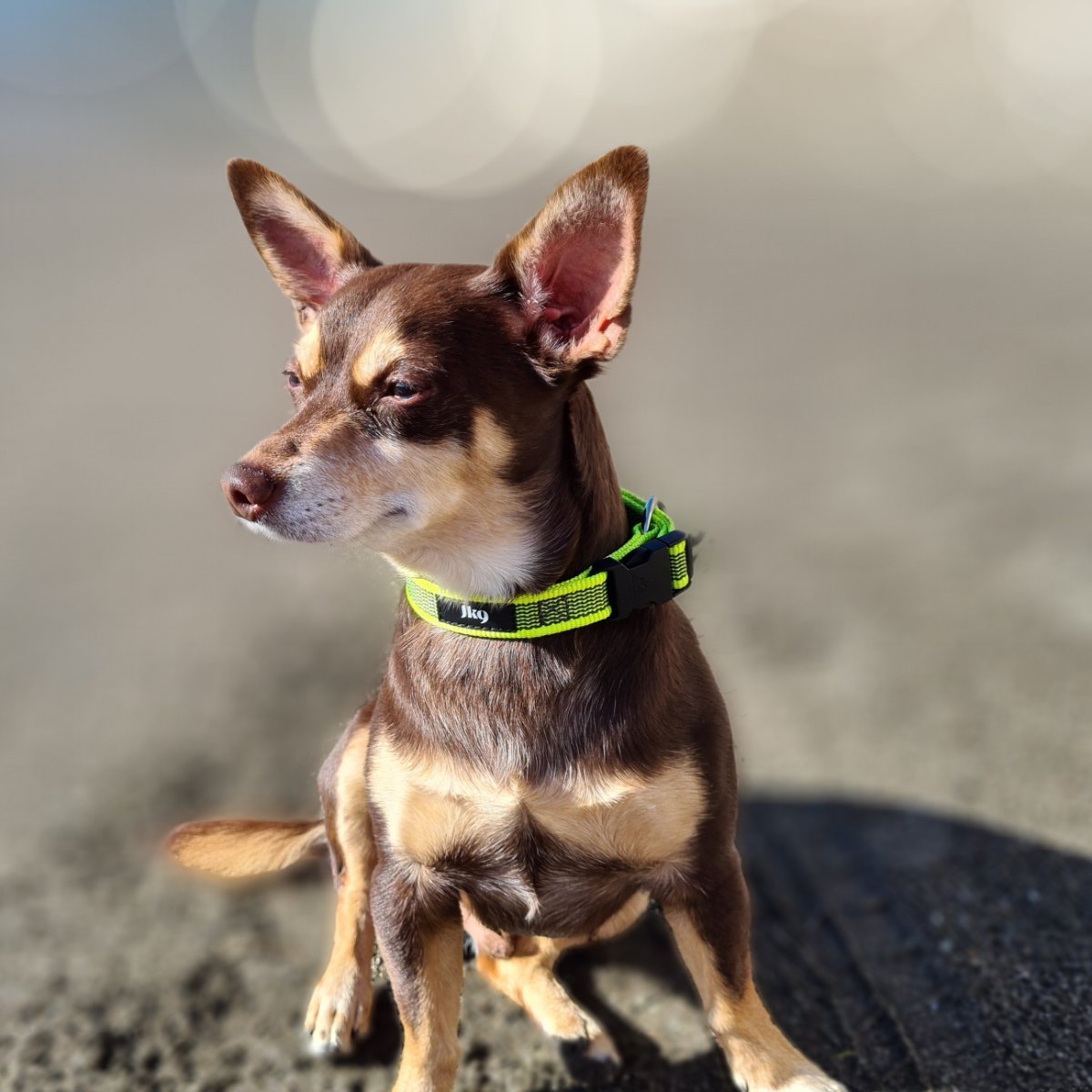 Norman_Lancashire_Heeler