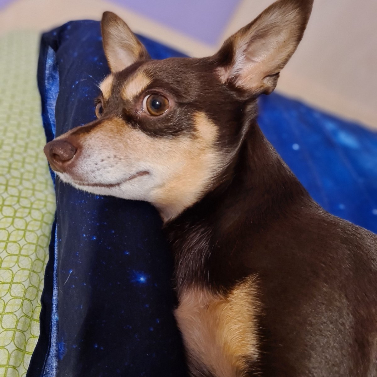 Norman_Lancashire_Heeler
