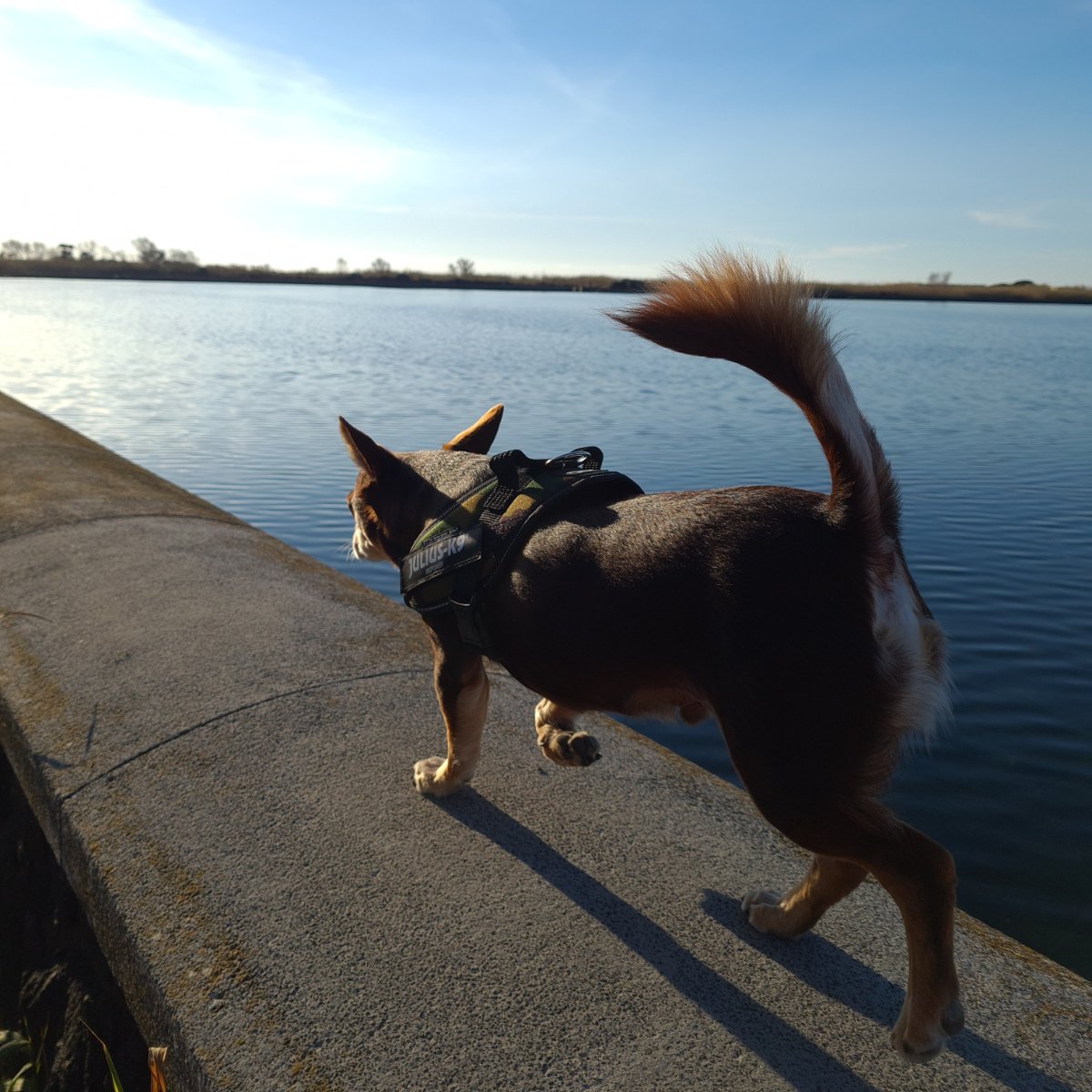Norman_Lancashire_Heeler