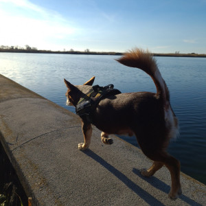 Norman_Lancashire_Heeler