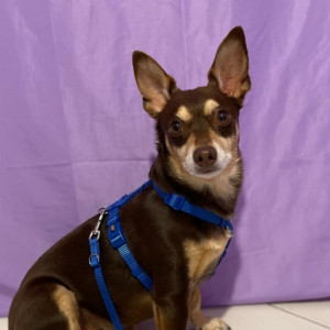 Norman_Lancashire_Heeler