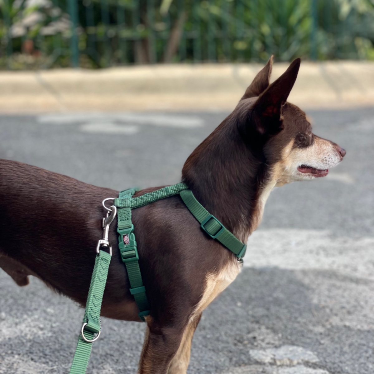 Norman_Lancashire_Heeler