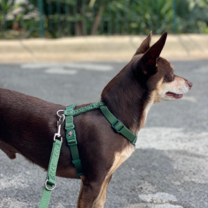 Norman_Lancashire_Heeler