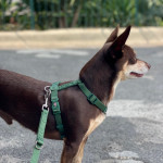 Norman_Lancashire_Heeler