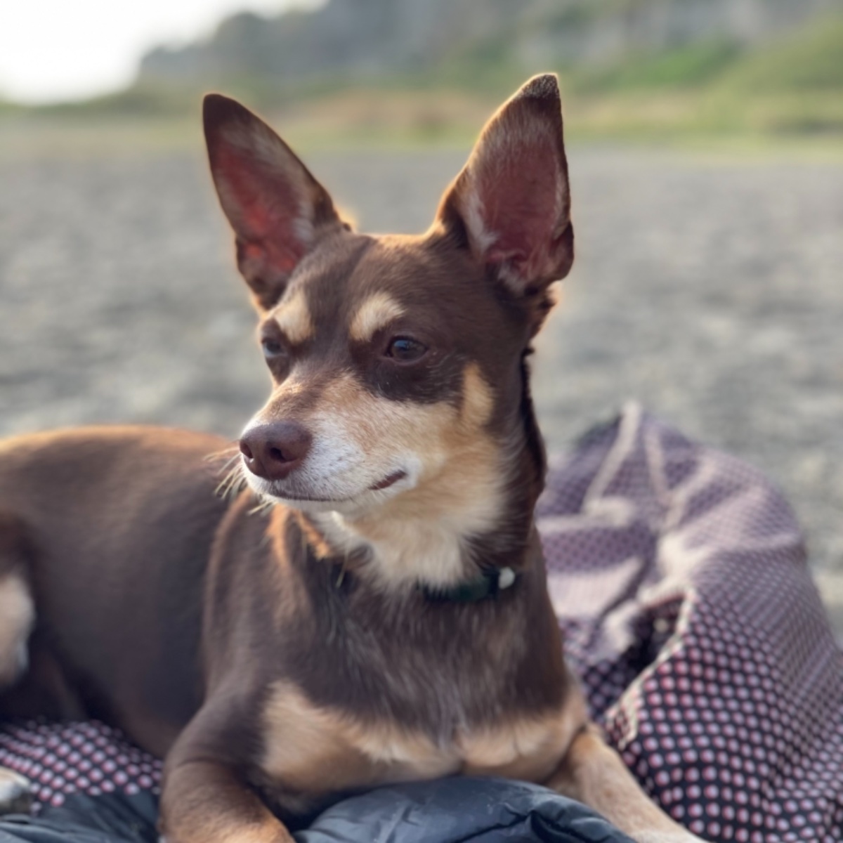 Norman_Lancashire_Heeler
