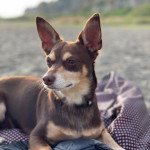 Norman_Lancashire_Heeler