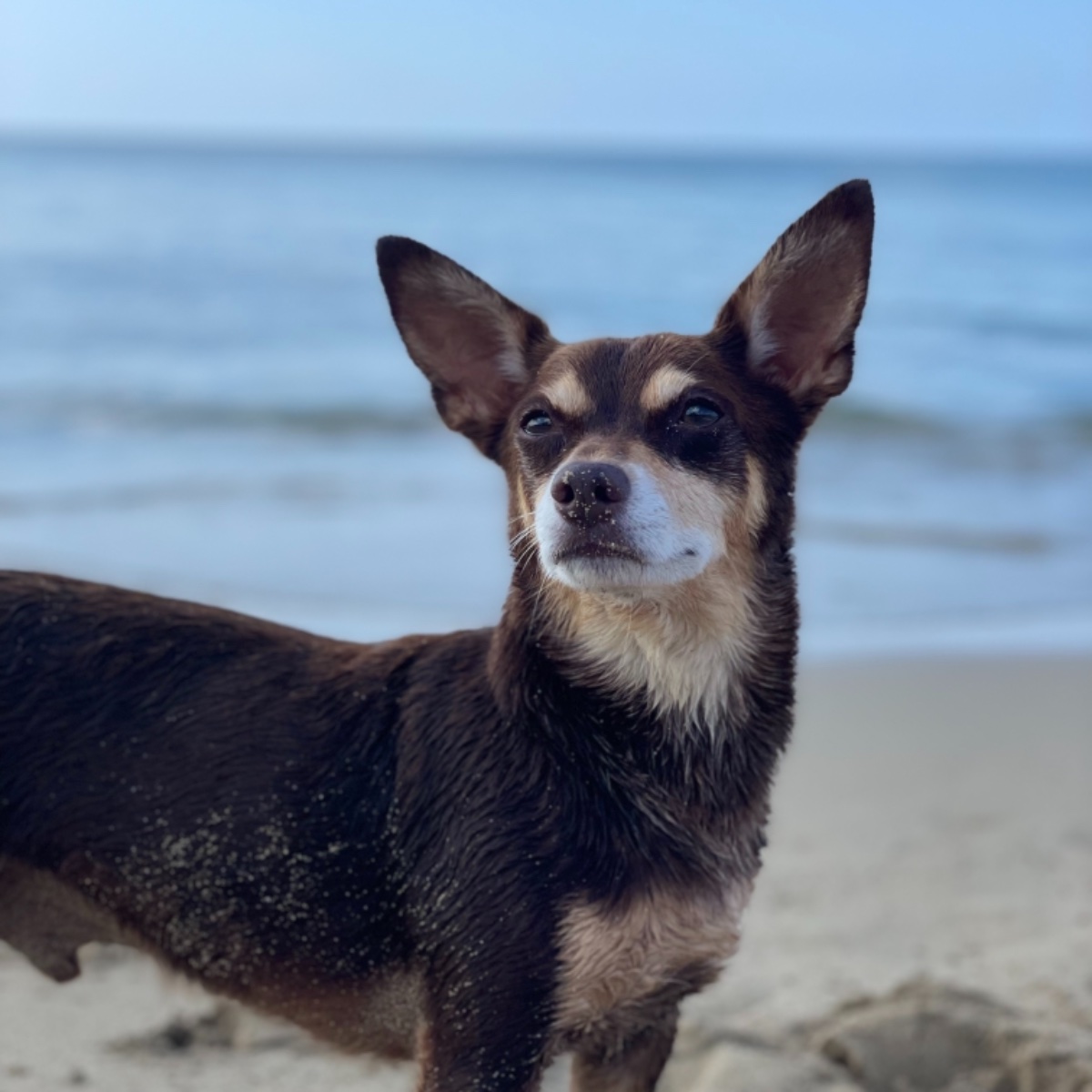 Norman_Lancashire_Heeler