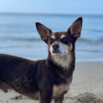 Norman_Lancashire_Heeler