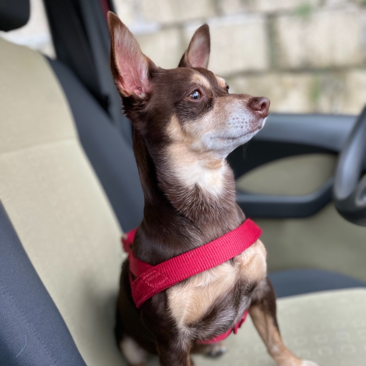 Norman_Lancashire_Heeler