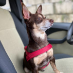 Norman_Lancashire_Heeler