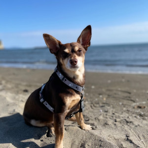 Norman_Lancashire_Heeler