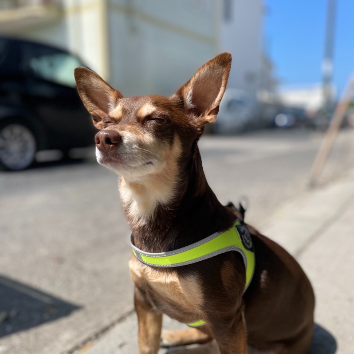 Norman_Lancashire_Heeler
