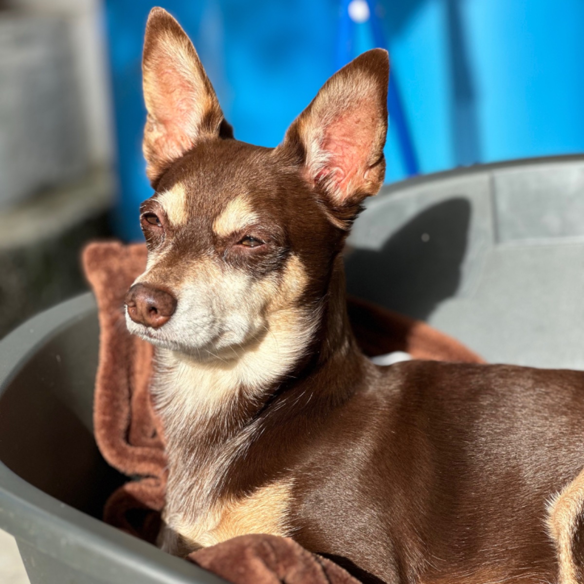 Norman_Lancashire_Heeler