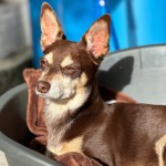 Norman_Lancashire_Heeler