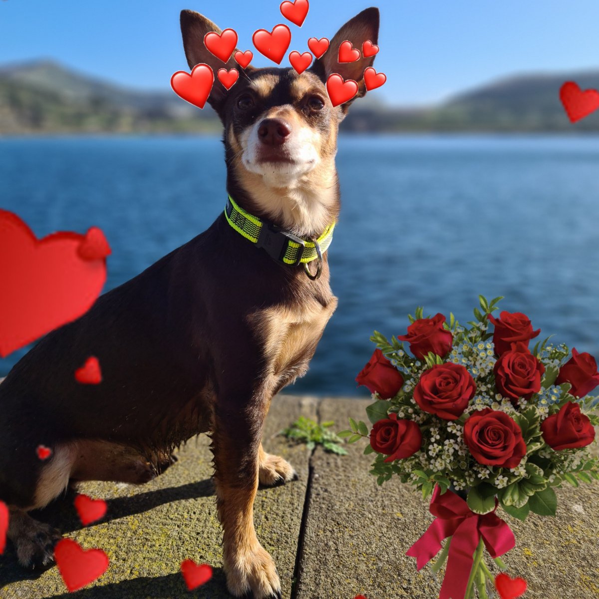 Norman_Lancashire_Heeler