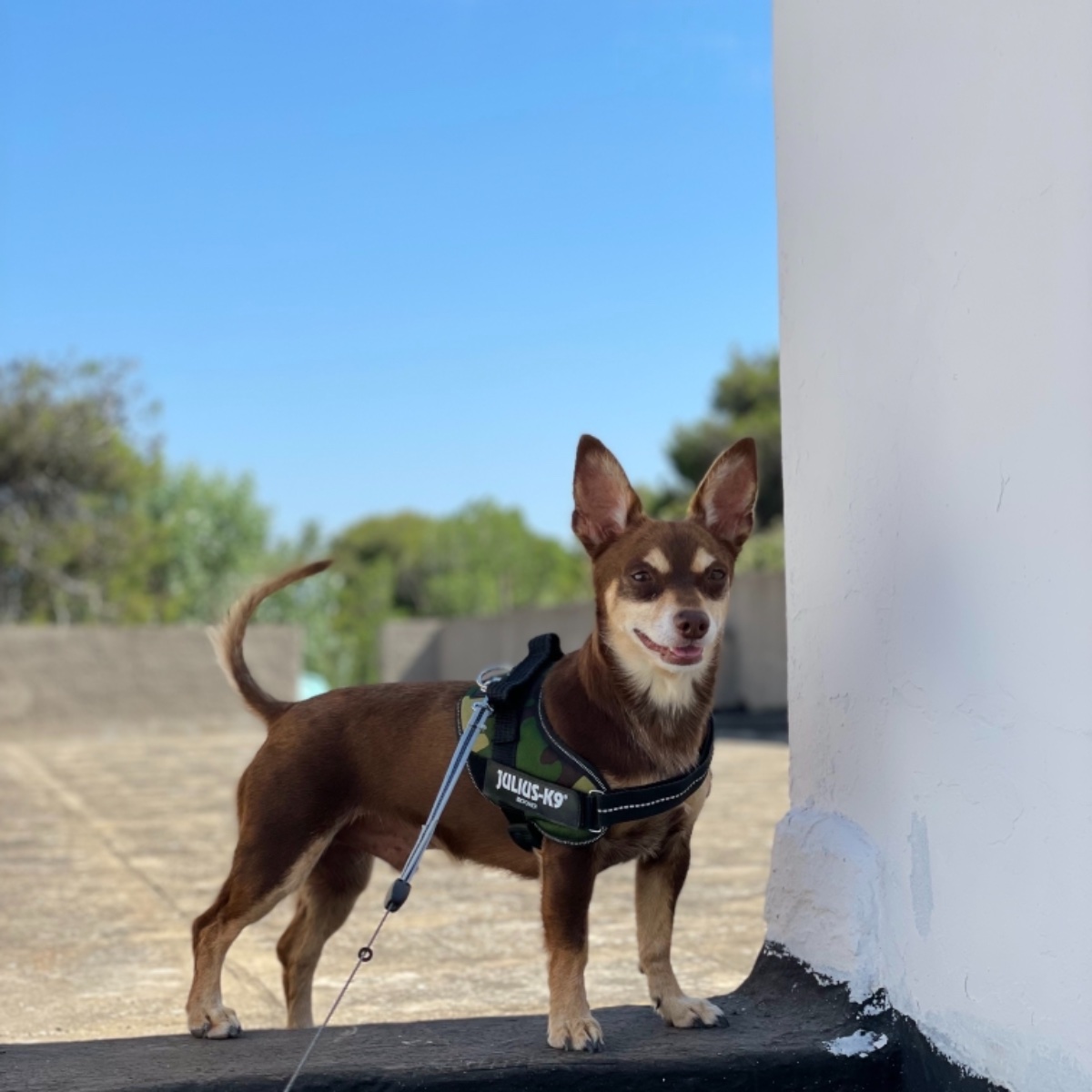 Norman_Lancashire_Heeler