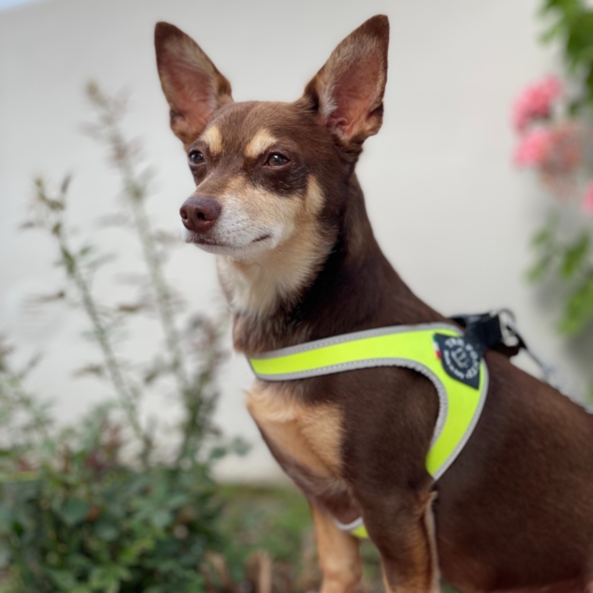 Norman_Lancashire_Heeler